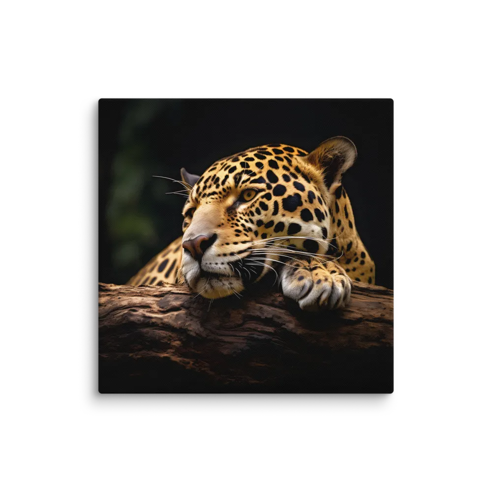 Tranquil Majesty: The Resting Leopard | Canvas | 37″×37″