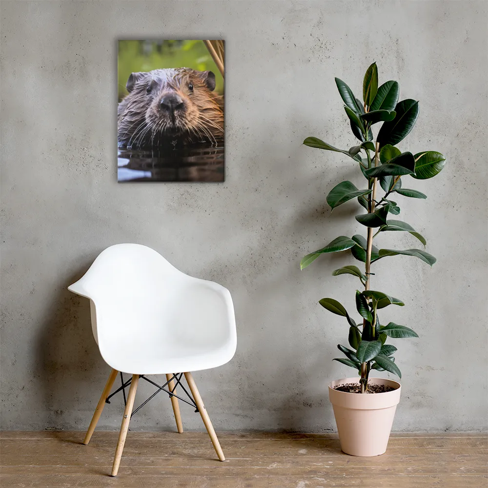 Emergence of the Beaver