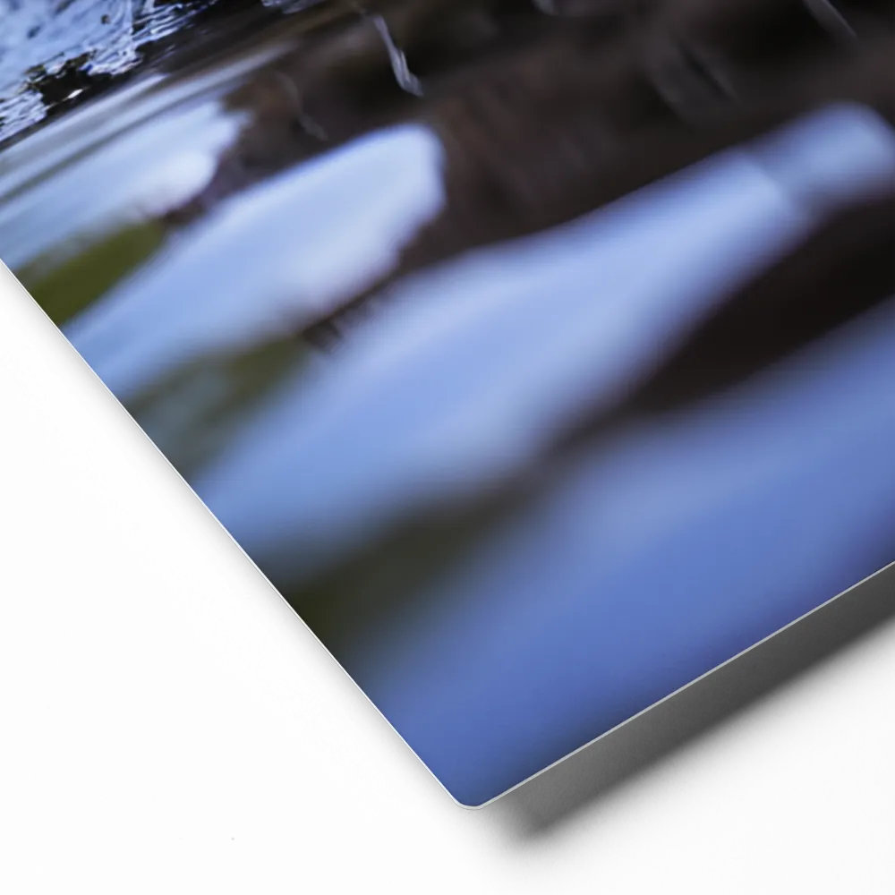 Emergence of the Beaver | Metal Print | 11″×14″