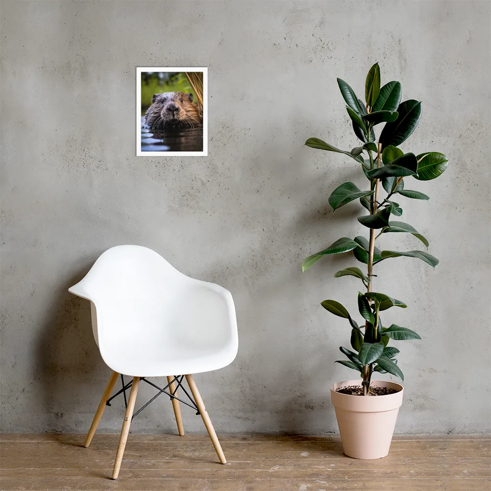 Emergence of the Beaver | Poster with White Frame | 11″×14″