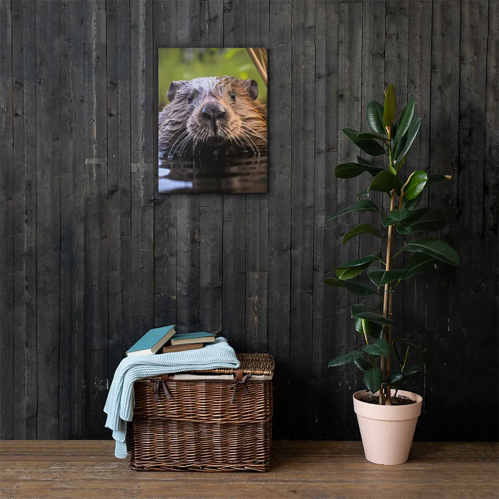 Emergence of the Beaver