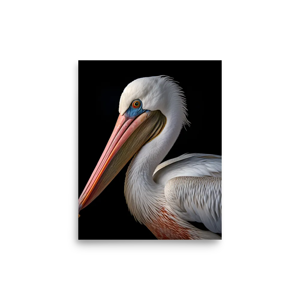 Elegance in White: The Pelican | Poster | 8″×10″
