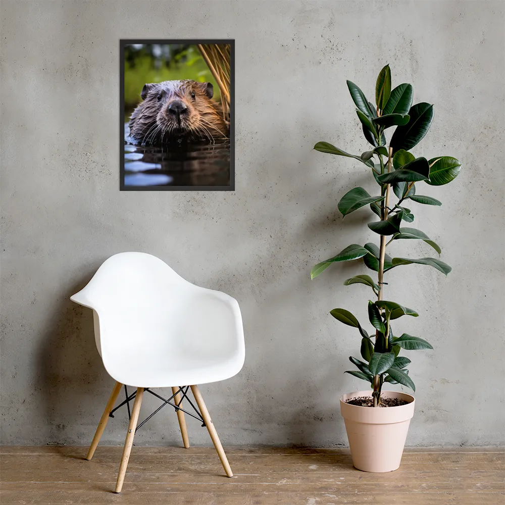 Emergence of the Beaver