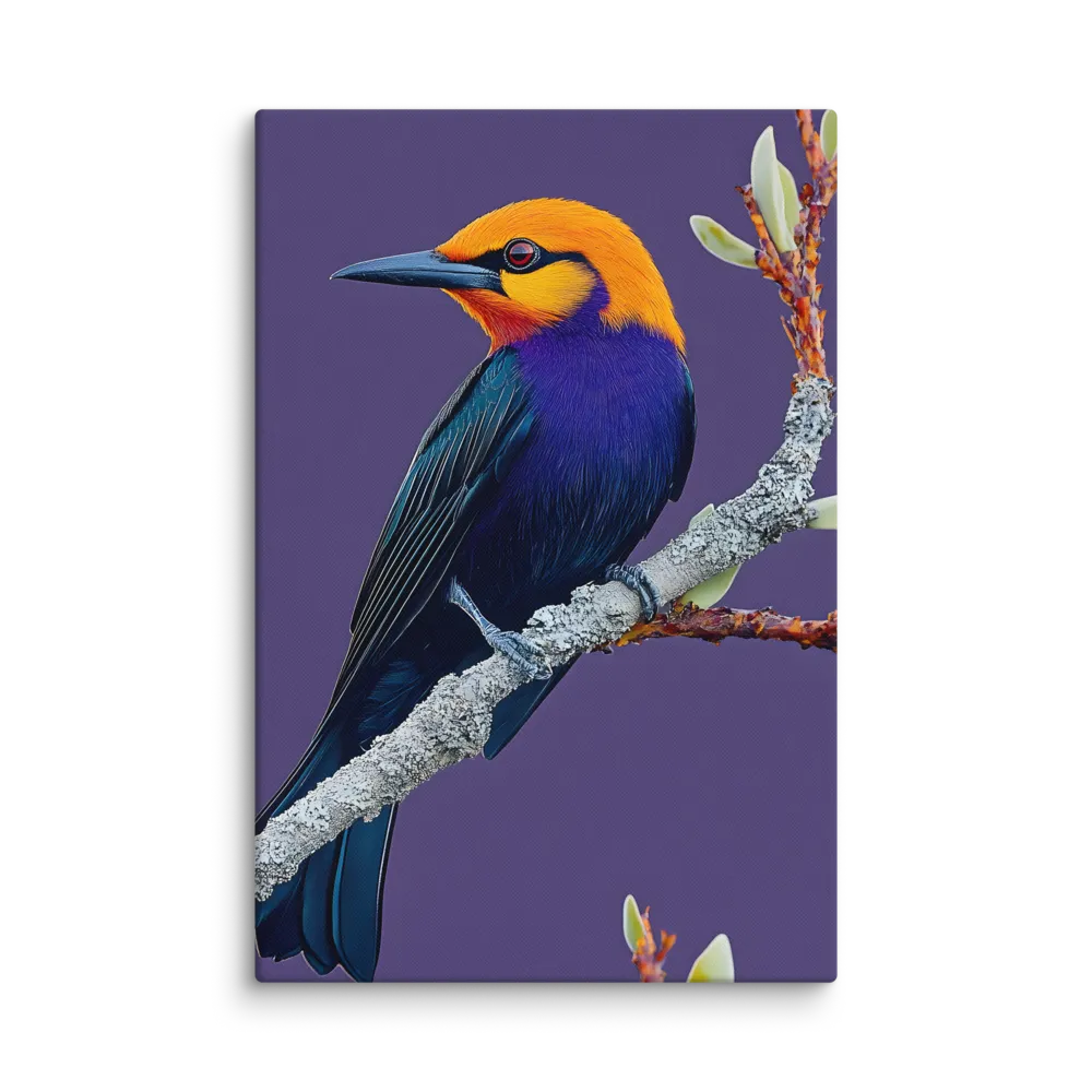 Violet Perch with Golden Crown